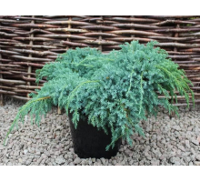 Можжевельник чешуйчатый Блю Карпет, Juniperus squamata `Blue Carpet.`20+ C2L