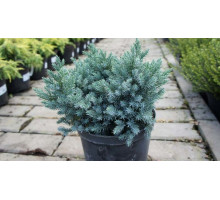 Можжевельник чешуйчатый `Блю Стар, Juniperus squamata `Blue Star.15-20  С2L
