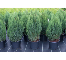 Можжевельник китайский Стрикта Juniperus chinensis Stricta. C2-3L