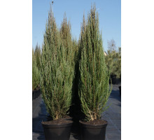 Можжевельник скальный Блю Эрроу, Juniperus scop, `Blue Arrow`.40/+ C2L