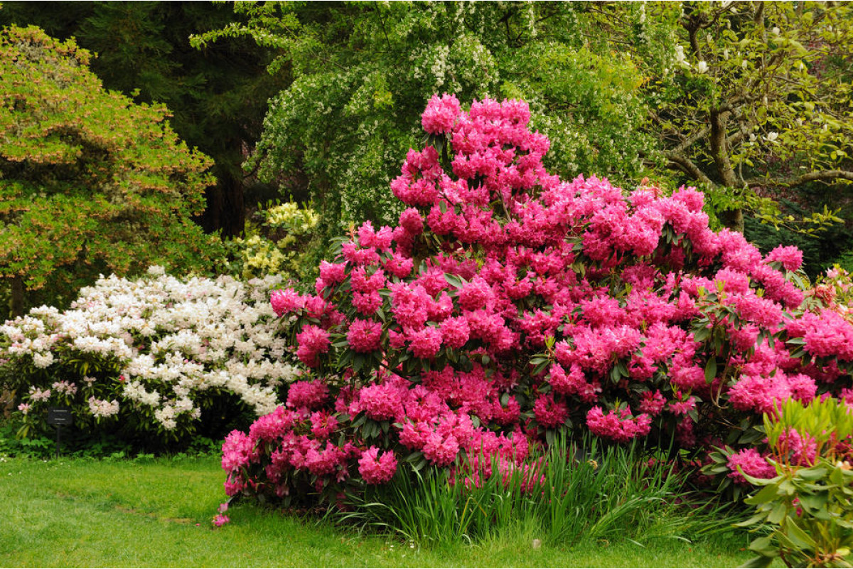 Цветущие кустарники для сада фото и названия. Рододендрон куст. Цветущий кустарник рододендрон. Рододендрон гибридный Шемрок.
