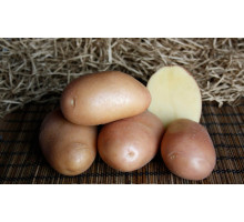 Картофель семенной Ажур 2 кг (Элита)