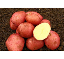 Картофель семенной Беллароза (2кг)