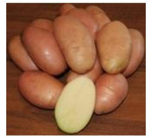 Картофель семенной Гранд (2кг)