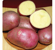 Картофель семенной Ильинский 2 кг