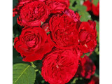 Роза флорибунда (27)