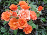 Роза миниатюрная (2)