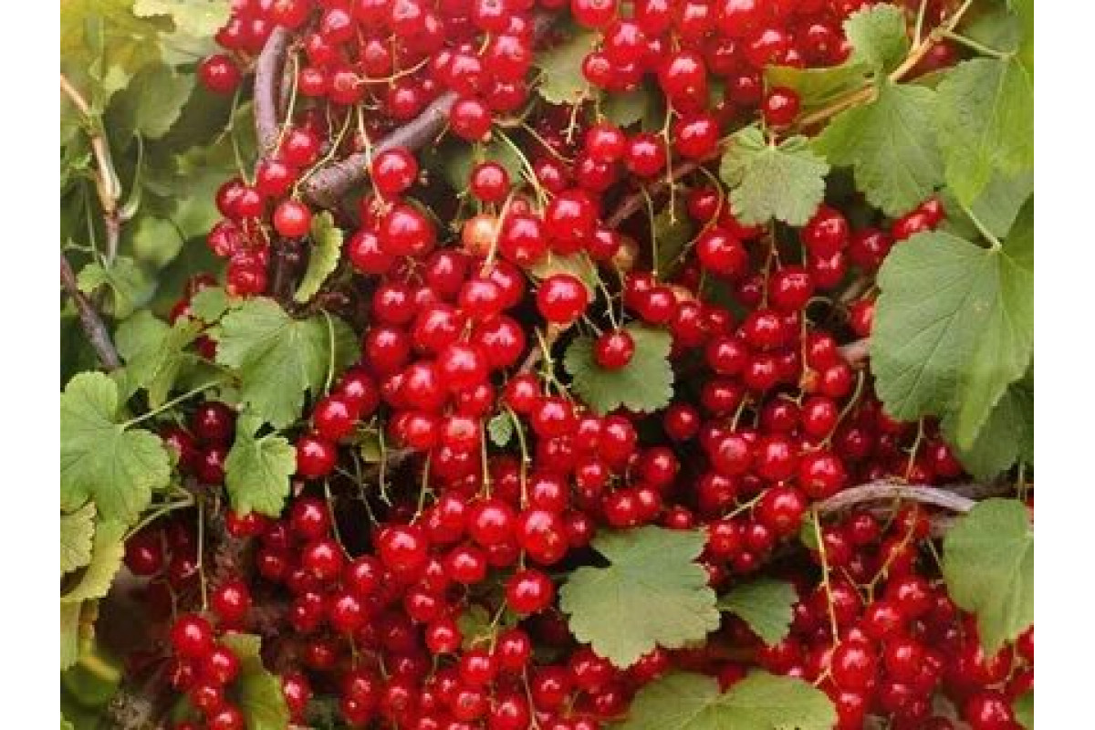 Смородина натали описание отзывы. Ribes rubrum смородина красная куст. Смородина красная Натали. Смородина красная ненаглядная.