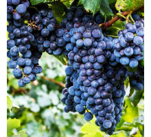 Виноград плодовый Изабелла 80-100 С3 темно-синий 21