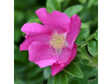 Роза морщинистая (1)