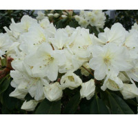 Рододендрон гибридный Куниндхамс Вайт. Rhododendron `Cunningham White.` 40-50  C5L белый