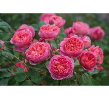 Роза английская Девид Остин Boscobel .  C7L  оранжевая, розовая