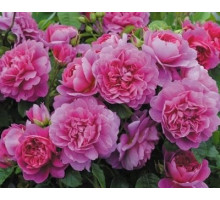 Роза английская Девид Остин Принцесса Анна  (Princess Anne)  C7L розовая