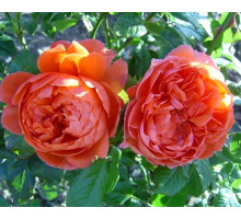 Роза английская Девид Остин Саммер Сонг (Summer Song) C7 темно-апельсиновая