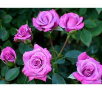 Роза мини-розы, патио Лавендер Мейандина ( Lavender Meillandina) С7 тёмные и светлые оттенки фуксии