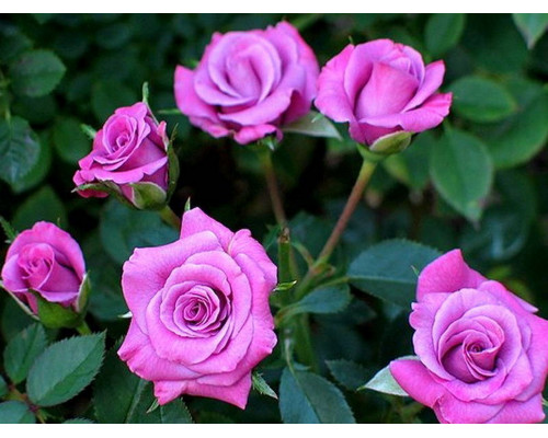 Роза мини-розы, патио Лавендер Мейандина ( Lavender Meillandina) С7 тёмные и светлые оттенки фуксии