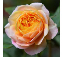Роза миниатюрная Бэби Романтика ( Baby Romantica) С7 желто-розовые