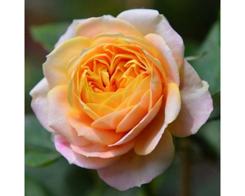 Роза миниатюрная Бэби Романтика ( Baby Romantica) С7 желто-розовые