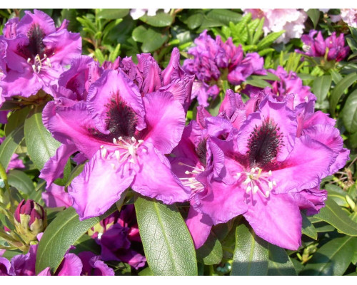 Рододендрон гибридный Распутин Rhododendron hybrida Rasputin С5 фиолетово-синий