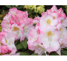 Рододендрон гибридный Бриджит Rhododendron hybrida Brigitte С2 бело-розовый