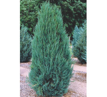 Можжевельник скальный Блю Эрроу, Juniperus scopulorum 'Blue Arrow'. 120-140  C20L