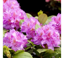 Рододендрон гибридный Пинк пепл дрим Rhododendron hybrida Pink Purple Dreм С5 розово-сиреневый