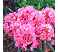Рододендрон гибридный Ян Собесский Rhododendron hybryd Jan Sobieski С5 розово-красный