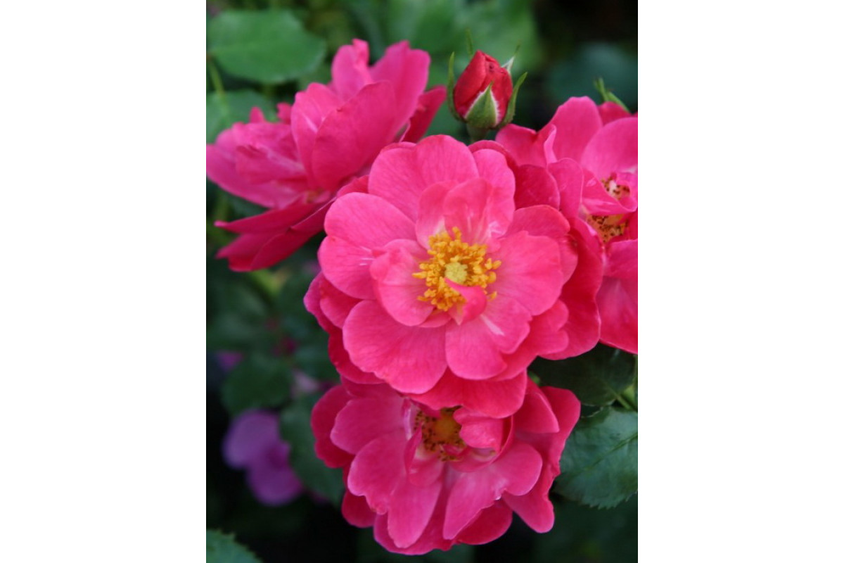 Роза почвопокровная Хотлайн ( Hotline) С7 ярко-розовая
