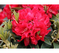 Рододендрон гибридный Брисанз Rhododendron hybrid Brisanz С2