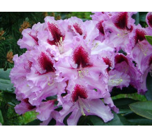 Рододендрон гибридный Кабарет Rhododendron Kabarett С5 фиолетовый с красным пятном