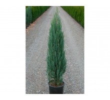 Можжевельник скальный Блю Эрроу, Juniperus scop, `Blue Arrow`.70-80 С3