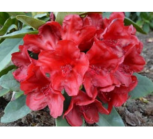 Рододендрон якушиманский Дотелла Rhododendron yakushimanum Dotella С5 красный