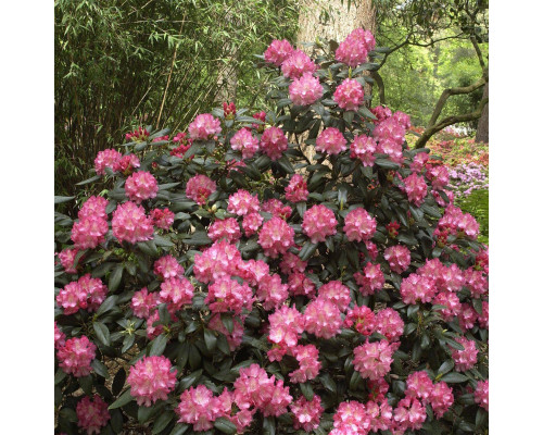 Рододендрон якушиманский Марлис Rhododendron yakushimanum Marlis С5 розово-белый