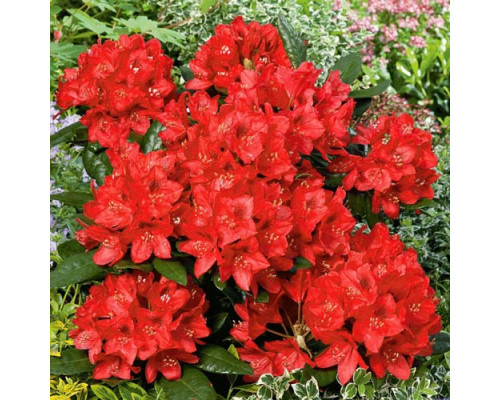 Рододендрон гибридный Ред Джек. Rhododendron  'Red Jack' 40/+ C5L красный