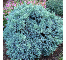 Можжевельник чешуйчатый `Блю Стар, Juniperus squamata `Blue Star.  15-20 С2L