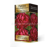 Пион молочноцветковый Ред Сара Бернар 1 шт