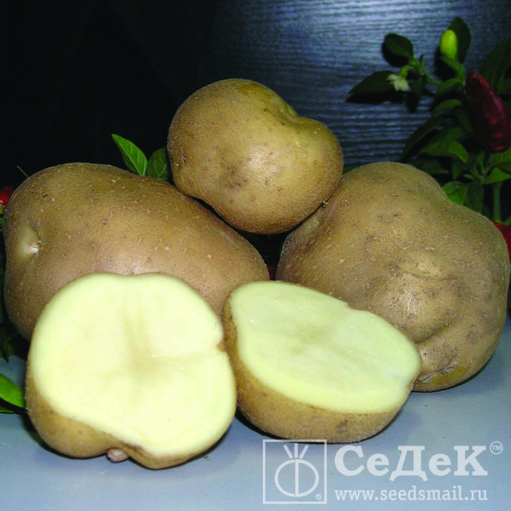 Триумф картофель характеристика отзывы. Семена картофеля Триумф. Картофель реванш. Картофель реванш СЕДЕК. Картофель реванш (евро, 0,02, 3068).