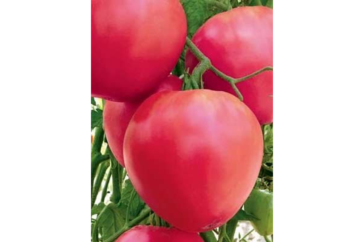 Розовые томаты для теплицы
