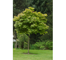 Дуб болотный Палюстрис (Зонт) (Quercus Palustris).18-20 HO Dakvorm 160x160 C80L