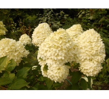 Гортензия метельчатая Коттон крем (Hydrangea paniculata Cotton Cream) С3