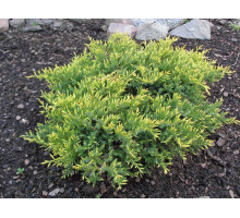 Можжевельник чешуйчатый Холгер. Juniperus squamata 'Holger' 30-40 С3L