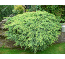 Можжевельник чешуйчатый Холгер. Juniperus squamata 'Holger' .40+ С7.5L
