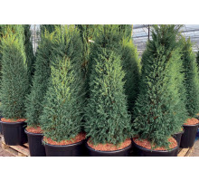 Можжевельник обыкновенный Хиберника, (Juniperus communis Hibernica) 40-50 C3L