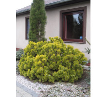 Сосна горная Винтер Голд. Pinus mugo Winter Gold. С80 80-90