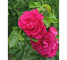 Роза канадская Парковая Джон Кэбот С3,5