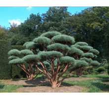 Сосна НИВАКИ ГРИБ Ватерери (Pinus sylvestris Watereri), 150-160 W110*110